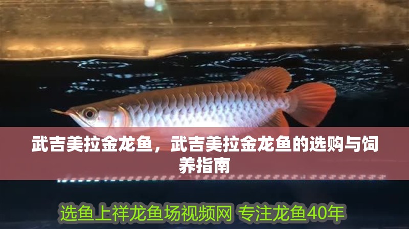 武吉美拉金龍魚，武吉美拉金龍魚的選購與飼養指南
