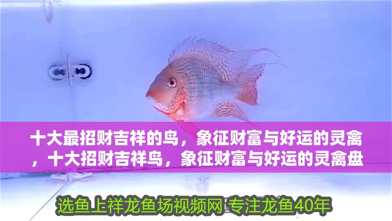 十大最招財吉祥的鳥，象征財富與好運的靈禽，十大招財吉祥鳥，象征財富與好運的靈禽盤點