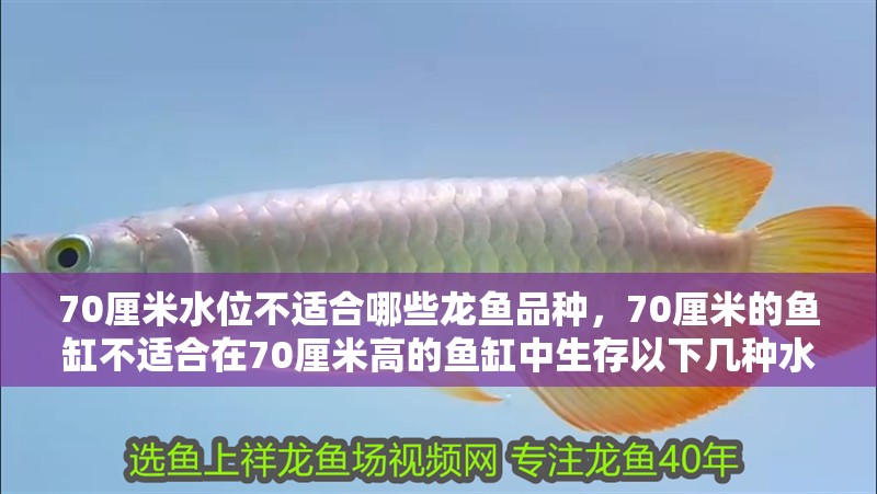70厘米水位不適合哪些龍魚品種，70厘米的魚缸不適合在70厘米高的魚缸中生存以下幾種水位