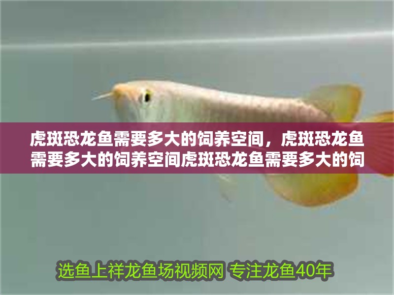 虎斑恐龍魚需要多大的飼養空間，虎斑恐龍魚需要多大的飼養空間虎斑恐龍魚需要多大的飼養空間