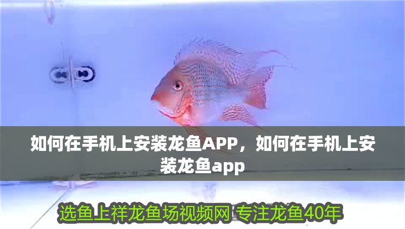 如何在手機上安裝龍魚APP，如何在手機上安裝龍魚app