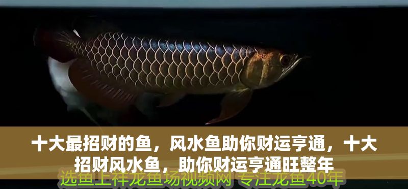 十大最招財的魚，風水魚助你財運亨通，十大招財風水魚，助你財運亨通旺整年