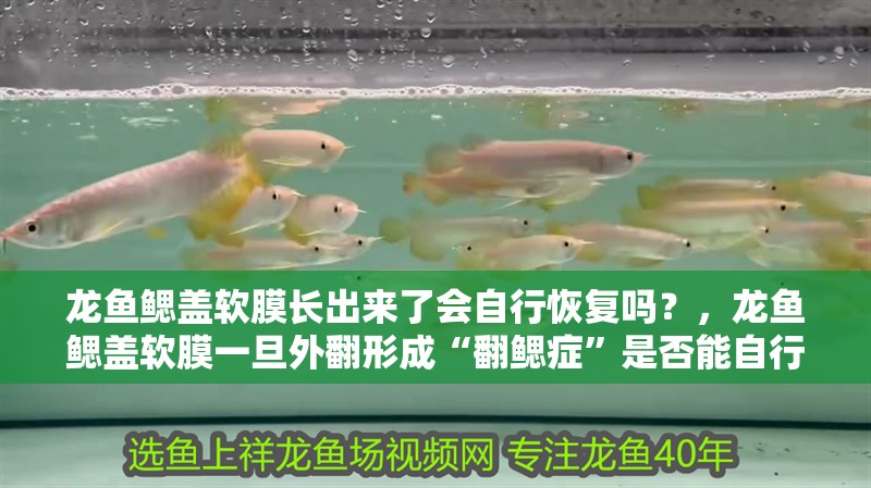 龍魚鰓蓋軟膜長出來了會自行恢復嗎？，龍魚鰓蓋軟膜一旦外翻形成“翻鰓癥”是否能自行恢復