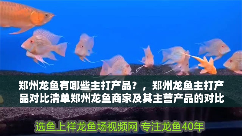 鄭州龍魚有哪些主打產品？，鄭州龍魚主打產品對比清單鄭州龍魚商家及其主營產品的對比清單