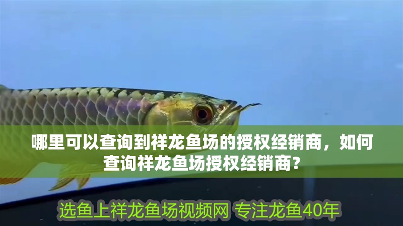 哪里可以查詢到祥龍魚場的授權(quán)經(jīng)銷商，如何查詢祥龍魚場授權(quán)經(jīng)銷商？