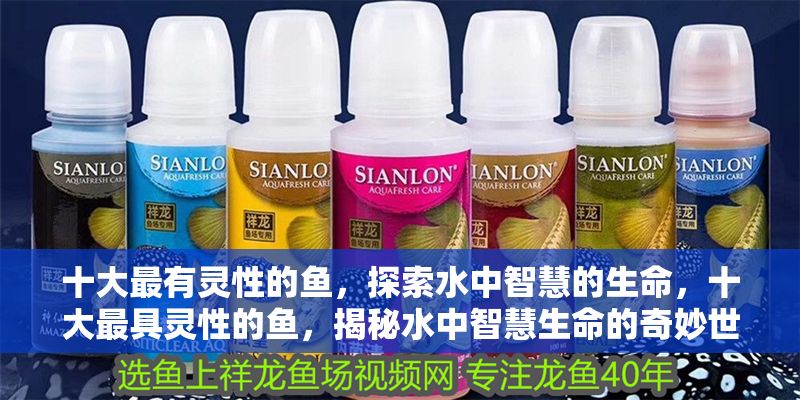 十大最有靈性的魚，探索水中智慧的生命，十大最具靈性的魚，揭秘水中智慧生命的奇妙世界