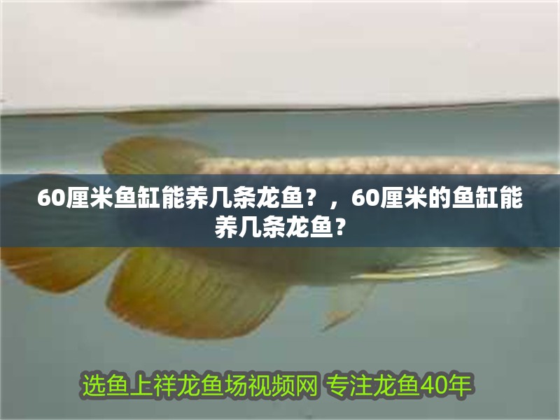 60厘米魚(yú)缸能養(yǎng)幾條龍魚(yú)？，60厘米的魚(yú)缸能養(yǎng)幾條龍魚(yú)？