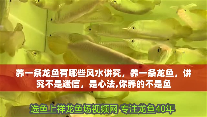 養一條龍魚有哪些風水講究，養一條龍魚，講究不是迷信，是心法,你養的不是魚