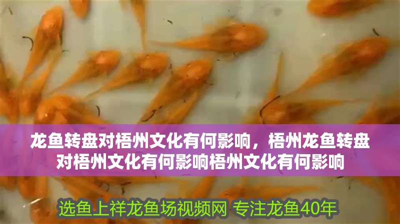 龍魚轉盤對梧州文化有何影響，梧州龍魚轉盤對梧州文化有何影響梧州文化有何影響