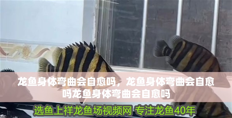 銀龍魚適合多大的魚缸養(yǎng)(養(yǎng)銀龍魚用多大的魚缸) 龍魚身體彎曲會(huì)自愈嗎,龍魚身體彎曲會(huì)自愈嗎龍魚身體彎曲會(huì)自愈嗎 龍魚百科 龍魚身體彎曲會(huì)自愈嗎,龍魚身體彎曲會(huì)自愈嗎龍魚身體彎曲會(huì)自愈嗎 龍魚身體彎曲會(huì)自愈嗎,龍魚身體彎曲會(huì)自愈嗎龍魚身體彎曲會(huì)自愈嗎 龍魚百科