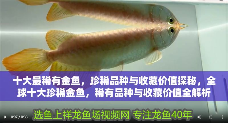 十大最稀有金魚，珍稀品種與收藏價值探秘，全球十大珍稀金魚，稀有品種與收藏價值全解析