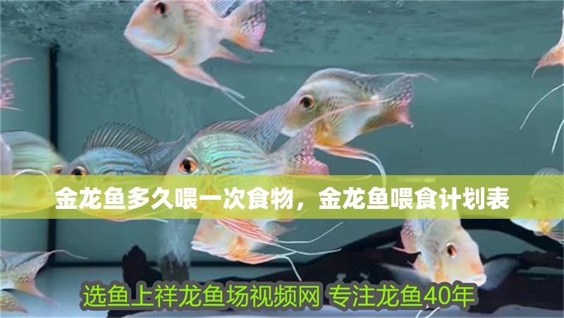 金龍魚多久喂一次食物，金龍魚喂食計劃表