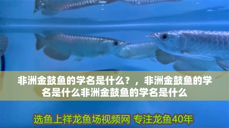 非洲金鼓魚的學名是什么？，非洲金鼓魚的學名是什么非洲金鼓魚的學名是什么