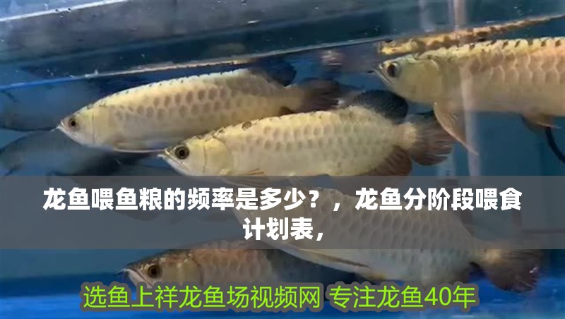 龍魚喂魚糧的頻率是多少？，龍魚分階段喂食計劃表，