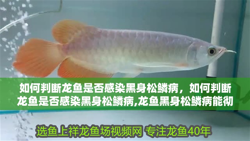 如何判斷龍魚是否感染黑身松鱗病，如何判斷龍魚是否感染黑身松鱗病,龍魚黑身松鱗病能徹底治愈嗎