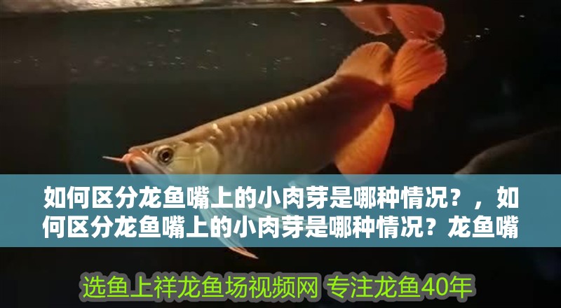 如何區分龍魚嘴上的小肉芽是哪種情況？，如何區分龍魚嘴上的小肉芽是哪種情況？龍魚嘴部小肉芽會自愈嗎？