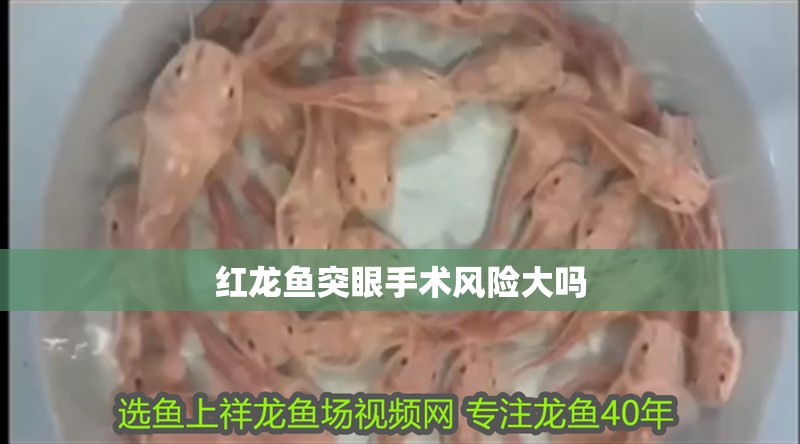 紅龍魚突眼手術風險大嗎