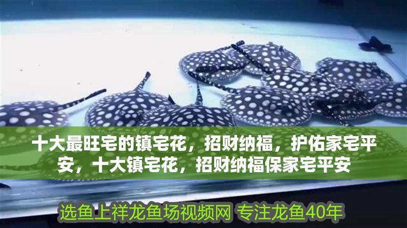 十大最旺宅的鎮宅花，招財納福，護佑家宅平安，十大鎮宅花，招財納福保家宅平安