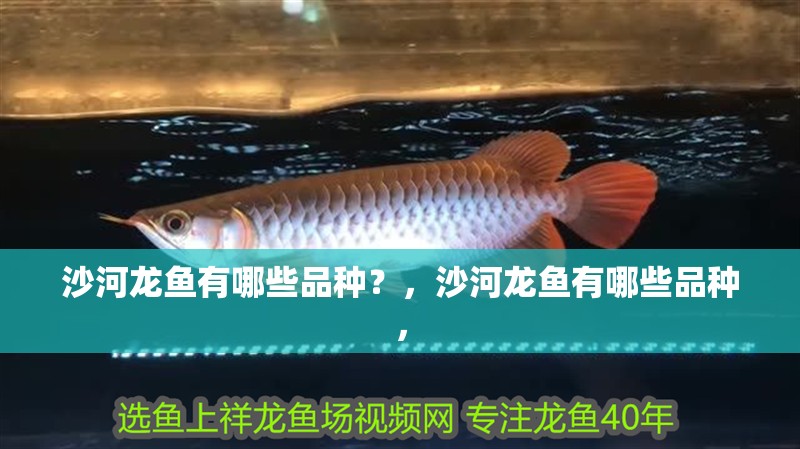 沙河龍魚有哪些品種？，沙河龍魚有哪些品種，