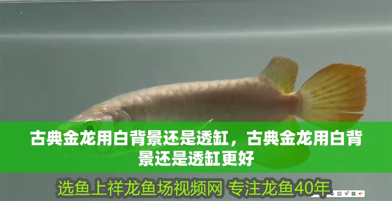 給大魚缸換水的作文:體驗給大魚缸換水的樂趣:體驗給大魚缸換水:給大魚缸換水的作文 古典金龍用白背景還是透缸,古典金龍用白背景還是透缸更好 龍魚百科 古典金龍用白背景還是透缸,古典金龍用白背景還是透缸更好 古典金龍用白背景還是透缸,古典金龍用白背景還是透缸更好 龍魚百科