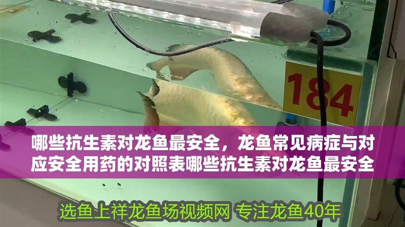 哪些抗生素對龍魚最安全，龍魚常見病癥與對應安全用藥的對照表哪些抗生素對龍魚最安全 哪些抗生素對龍魚最安全，龍魚常見病癥與對應安全用藥的對照表哪些抗生素對龍魚最安全 龍魚百科