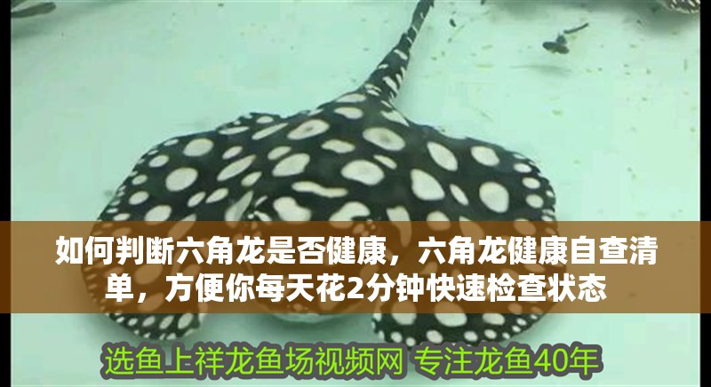 如何判斷六角龍是否健康，六角龍健康自查清單，方便你每天花2分鐘快速檢查狀態