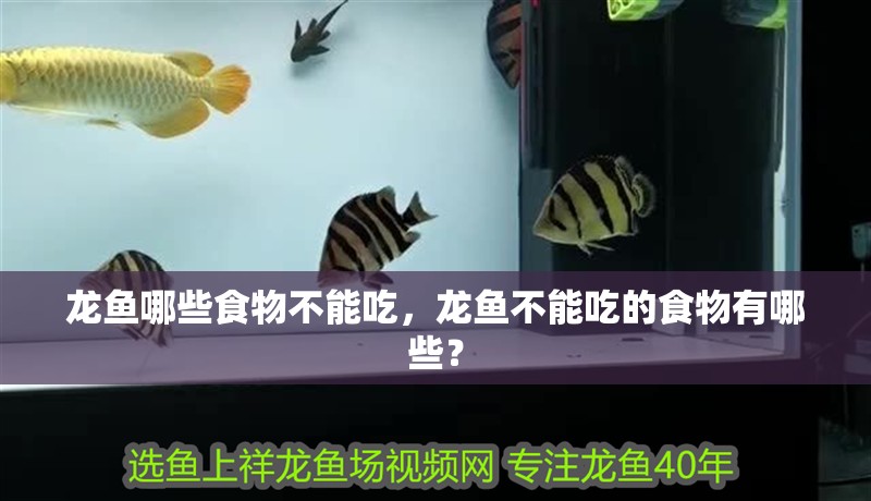 龍魚哪些食物不能吃，龍魚不能吃的食物有哪些？
