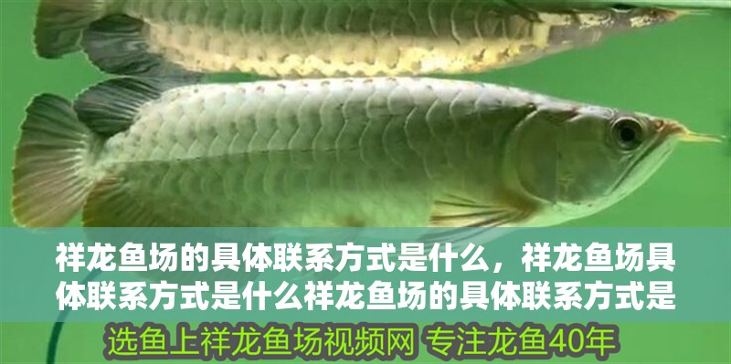 祥龍魚場的具體聯系方式是什么，祥龍魚場具體聯系方式是什么祥龍魚場的具體聯系方式是什么