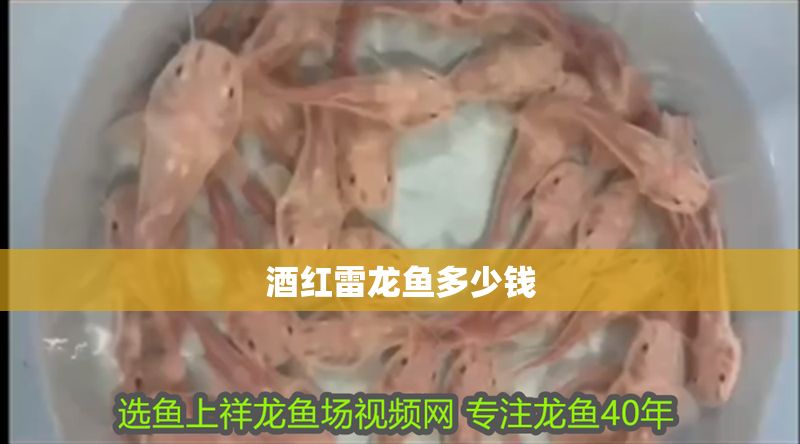 酒紅雷龍魚多少錢