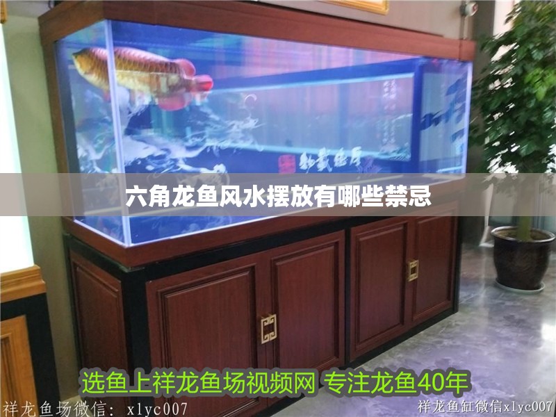六角龍魚風水擺放有哪些禁忌