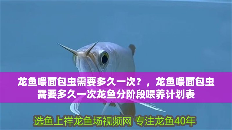 龍魚喂面包蟲需要多久一次？，龍魚喂面包蟲需要多久一次龍魚分階段喂養計劃表