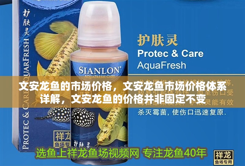 文安龍魚的市場價格，文安龍魚市場價格體系詳解，文安龍魚的價格并非固定不變