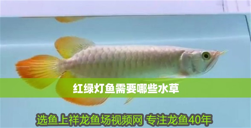 紅綠燈魚需要哪些水草 紅綠燈魚需要哪些水草 龍魚百科