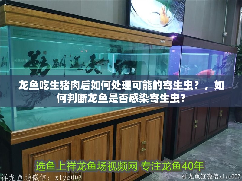 龍魚吃生豬肉后如何處理可能的寄生蟲？，如何判斷龍魚是否感染寄生蟲？
