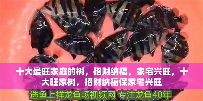 十大最旺家庭的樹，招財(cái)納福，家宅興旺，十大旺家樹，招財(cái)納福保家宅興旺