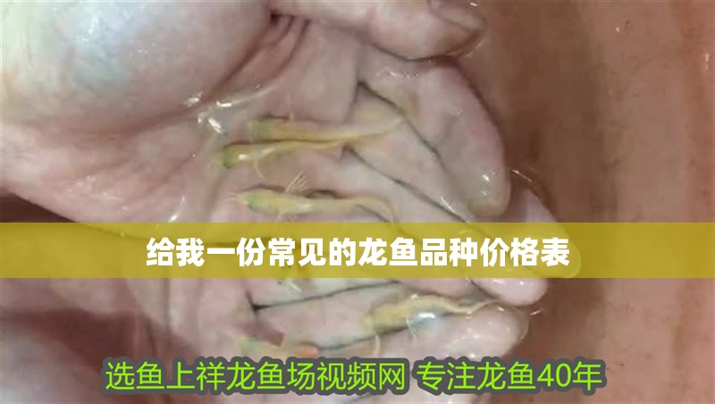 給我一份常見的龍魚品種價格表