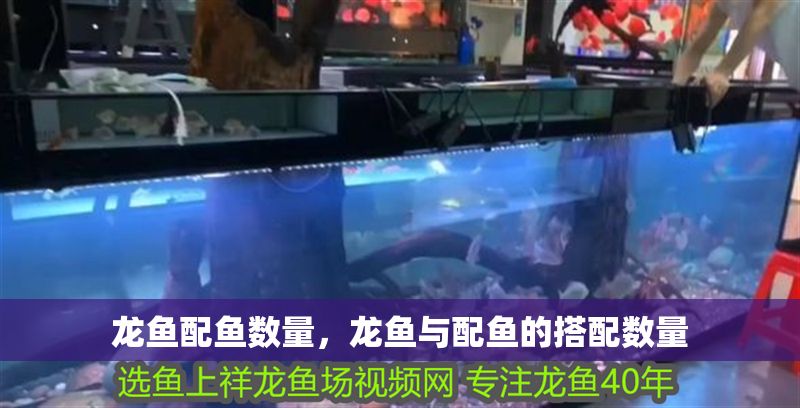 龍魚配魚數量，龍魚與配魚的搭配數量