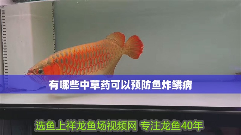 有哪些中草藥可以預防魚炸鱗病