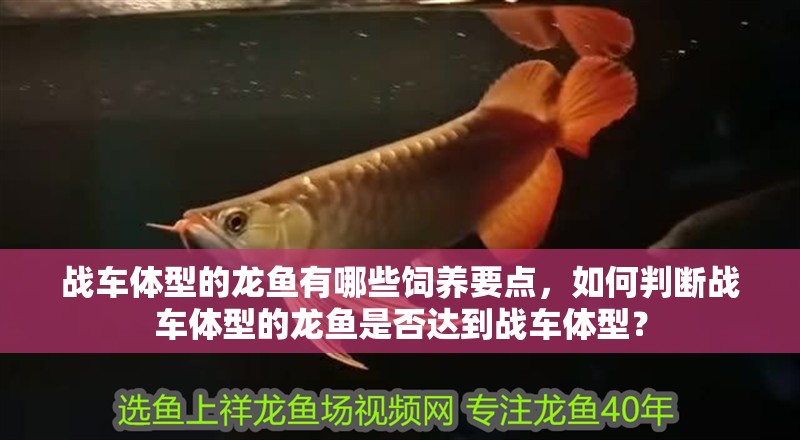 戰車體型的龍魚有哪些飼養要點，如何判斷戰車體型的龍魚是否達到戰車體型？
