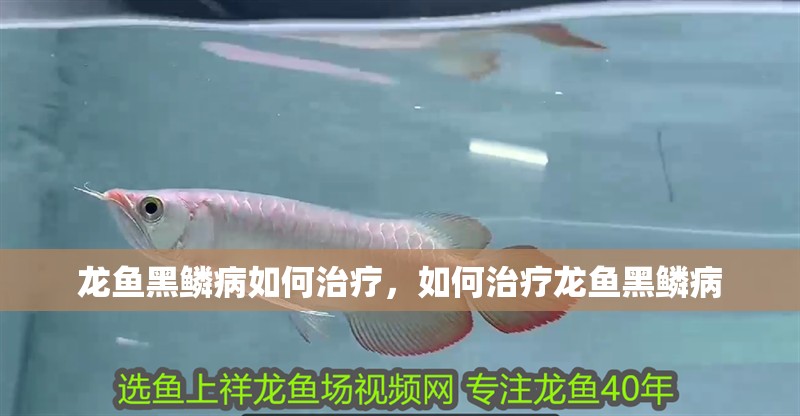 龍魚黑鱗病如何治療，如何治療龍魚黑鱗病