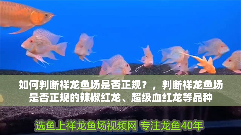如何判斷祥龍魚場是否正規？，判斷祥龍魚場是否正規的辣椒紅龍、超級血紅龍等品種