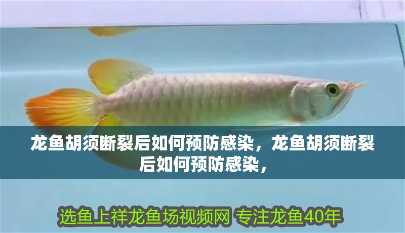 魚缸用增氧泵價格是多少:魚缸增氧機-xtrac增氧機-xtrac增氧機 龍魚胡須斷裂后如何預防感染,龍魚胡須斷裂后如何預防感染, 龍魚百科 龍魚胡須斷裂后如何預防感染,龍魚胡須斷裂后如何預防感染, 龍魚胡須斷裂后如何預防感染,龍魚胡須斷裂后如何預防感染, 龍魚百科