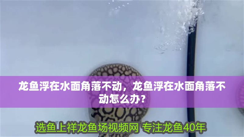 龍魚浮在水面角落不動，龍魚浮在水面角落不動怎么辦？