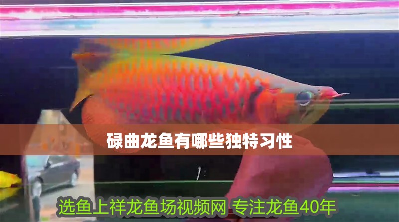 碌曲龍魚有哪些獨特習(xí)性