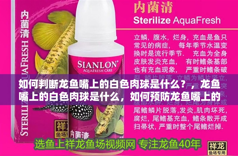 如何判斷龍魚嘴上的白色肉球是什么？，龍魚嘴上的白色肉球是什么，如何預防龍魚嘴上的白點