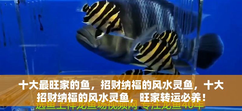 十大最旺家的魚，招財納福的風水靈魚，十大招財納福的風水靈魚，旺家轉運必養！