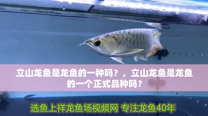 立山龍魚是龍魚的一種嗎？，立山龍魚是龍魚的一個正式品種嗎？ 立山龍魚是龍魚的一種嗎？，立山龍魚是龍魚的一個正式品種嗎？ 龍魚百科