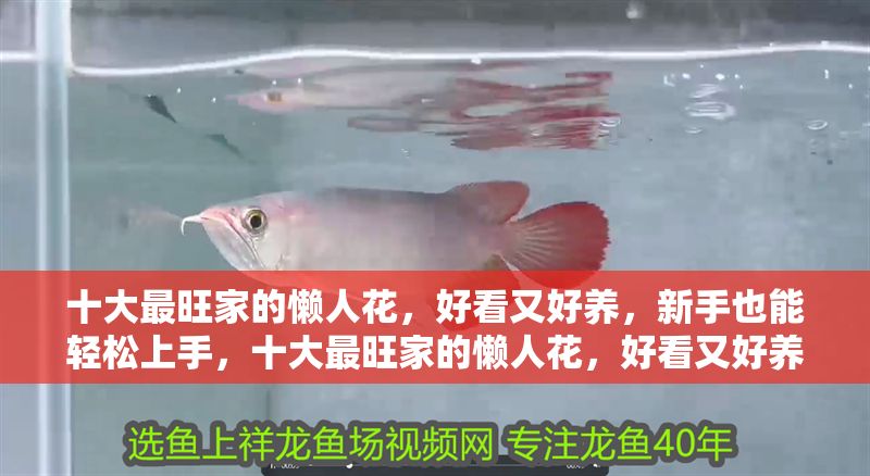 十大最旺家的懶人花，好看又好養，新手也能輕松上手，十大最旺家的懶人花，好看又好養，新手輕松上手