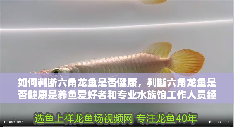 魚缸用增氧泵價格是多少:魚缸增氧機-xtrac增氧機-xtrac增氧機 如何判斷六角龍魚是否健康,判斷六角龍魚是否健康是養(yǎng)魚愛好者和專業(yè)水族館工作人員經(jīng)常面臨的任務(wù) 龍魚百科 如何判斷六角龍魚是否健康,判斷六角龍魚是否健康是養(yǎng)魚愛好者和專業(yè)水族館工作人員經(jīng)常面臨的任務(wù) 如何判斷六角龍魚是否健康,判斷六角龍魚是否健康是養(yǎng)魚愛好者和專業(yè)水族館工作人員經(jīng)常面臨的任務(wù) 龍魚百科