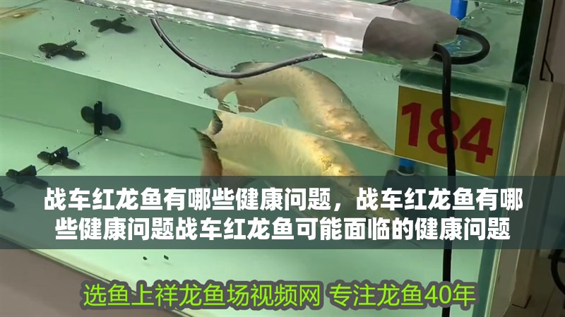 戰(zhàn)車紅龍魚有哪些健康問題，戰(zhàn)車紅龍魚有哪些健康問題戰(zhàn)車紅龍魚可能面臨的健康問題